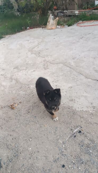 itlə: Alman Ovçarkası - Cinsə bənzər görünüş: qara rəng üstünlükdə, qəhvəyi