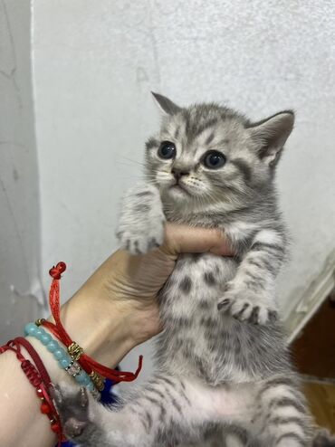 pişik yeməkləri: Şotland yastı qulaq, Erkək, Dişi