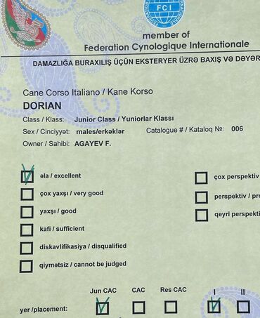 İtlər: Kane-Korso, 3 ay, Erkek, Sənədli — 10