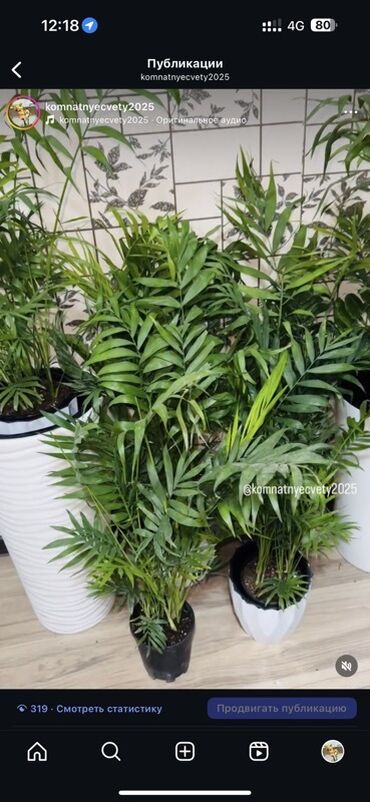 шкаф для офиса дома: Хамедорея (Chamaedorea elegans) — компактная комнатная пальма для дома