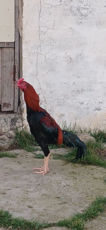 Toyuqlar: Toyuq, Damazlıq, Ödənişli çatdırılma — 5