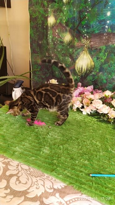 Продажа кошек: Профессиональный Питомник Бенгалов . Бен Гла Мур предлагает Очень — 9