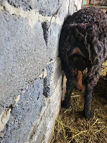 Баран, овца: Продаю | Баран (самец) | Гиссарская, Эдильбаевская, Арашан | Для разведения | Племенные, Осеменитель at lalafo.kg — 9 Баран, овца: Продаю | Баран (самец) | Гиссарская, Эдильбаевская, Арашан | Для разведения | Племенные, Осеменитель — 9