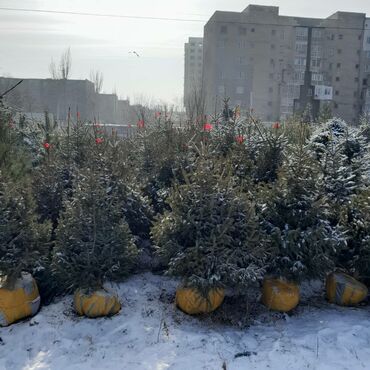 Ёлки: Продаю Голубые Ели Оптом и в розницу Ели Тянь Шаньевские от 3500 с — 5