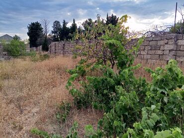 Torpaq sahələrinin satışı: 9 sot, Tikinti, Mülkiyyətçi, Kupça (Çıxarış) -da lalafo.az — 6 Torpaq sahələrinin satışı: 9 sot, Tikinti, Mülkiyyətçi, Kupça (Çıxarış) — 6