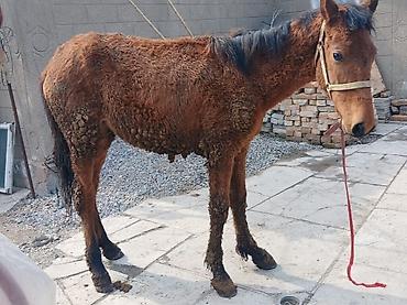 Лошади, кони: Продаю | Кобыла (самка) | Рабочий — 1