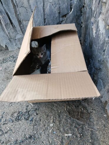 Коты: По просьбе ⬇️⬇️⬇️ Бишкек Кто-то утром оставил 4 котят в коробке на