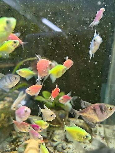 Аквариумы: Мы находимся а Беловодске! Аквариумные рыбки! черепахи тритоны !!!! — 14