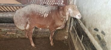 куплю свиней живым весом срочно: Продаю | Овца (самка) | Арашан | Для разведения | Матка, Осеменитель
