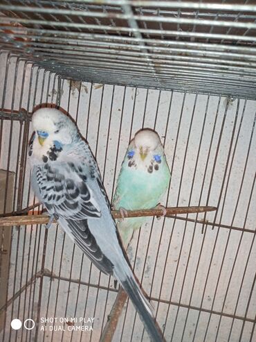 Digər quşlar: Çex cütler satılır papuqaylar təmiz qan vıstıvıcnıy vıstıvka sərgi — 9