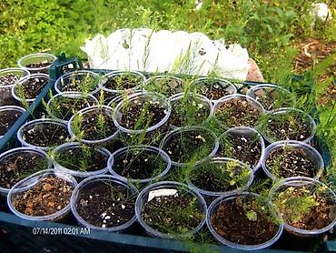 Другие садовые цветы и кустарники: Пионы клубнями / корнями Пионы делёнками Пионы травянистые. Пионы — 32