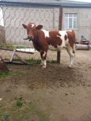 simmental inək satılır: Disi damazlig