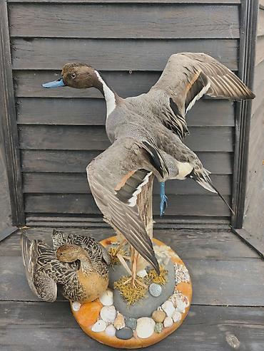 lal ordək satışı: Fiqur, rəng - Ağ — 2