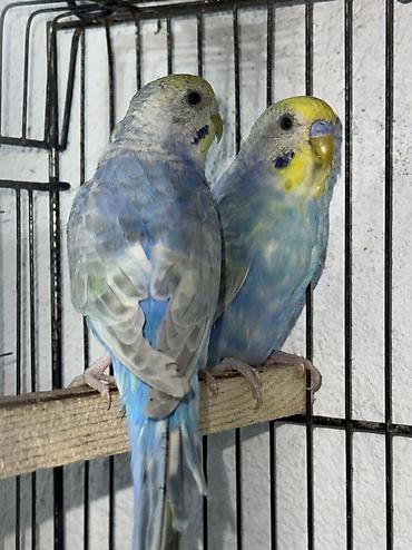 star qusu: Rainbow cüt Belə rənglər retki düşür Tam saglam .Gözəl qullq olunur — 2