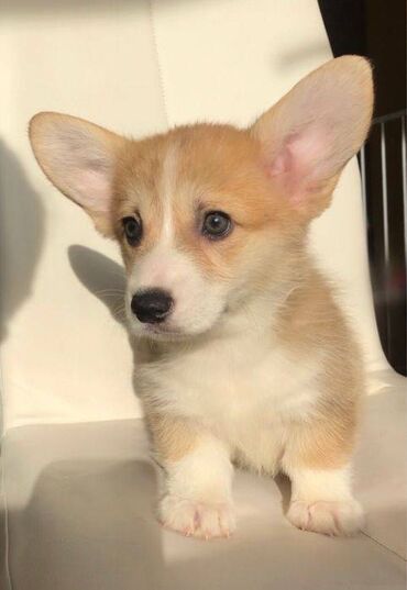 İtlər: Korgi, 2 ay, Erkek, Sənədli, Pulsuz çatdırılma — 2