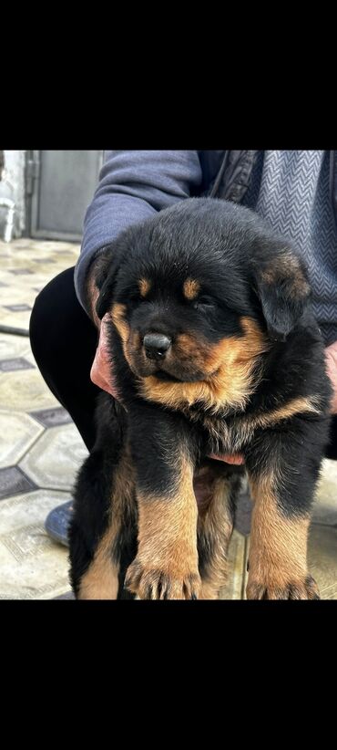 i̇tlər pudel: Rotveyler, 1 ay, Erkek