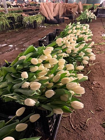 Другие товары для дома: Цветы Голландские Тюльпаны Оптом! Из Голландии получаем — 4