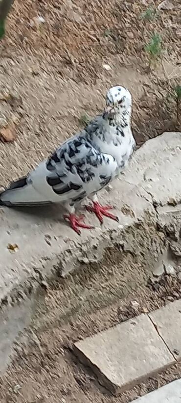 geref quşu: 10 dene goyercindi hamisi opdum satılır tek tek satılmır.4 desesi 18