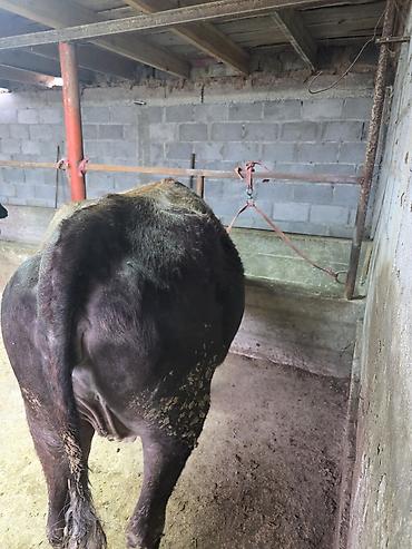 Коровы, быки: Продаю | Корова (самка) — 4