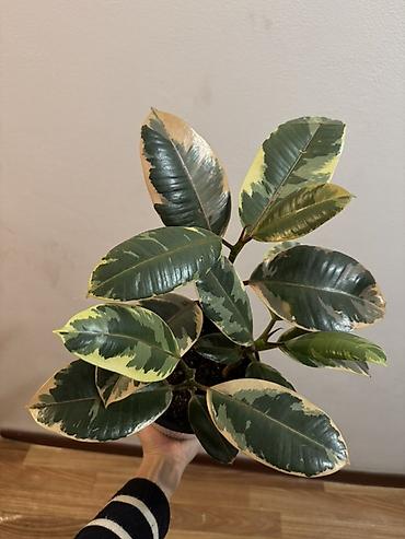 green leaf: Фикус эластика Tineke (вариегатный) - Домашнее декоративнолиственное — 1