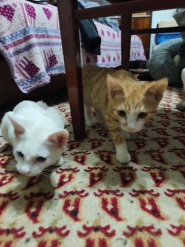 Мышыктар: КОТЁНОК МАЛЬЧИК 2,5 МЕСЯЦА. Милый рыжебелый котёнок с короткой — 5