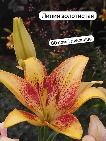 комнатные цветы бишкек: Луковичные декоративные растения для вашего сада. Заказывать по — 2