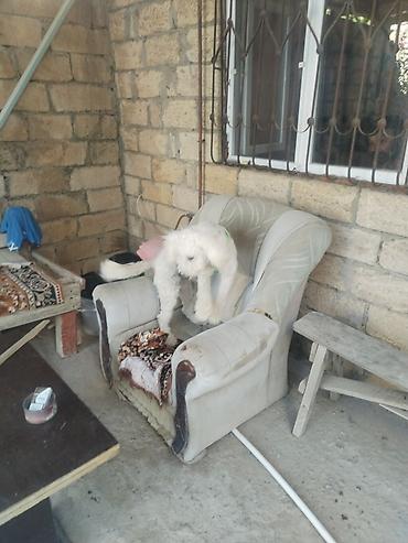 it ucun remen: Bişon Frize — 5