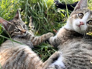 британская кошка рыжая: Кошка даром: Беспородная, 2 месяца, Мальчик, Приучена к лотку, Проглистована — 5