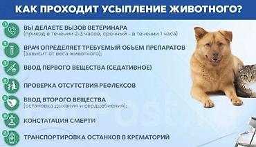питомцы: Ветеринарная услуга: гуманное усыпление и посмертный сервис для — 2