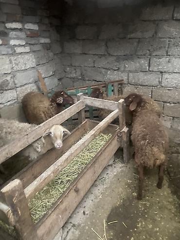 Рогатый скот: 😍😍😍Qoyun sürüsü – 4 baş - Növ: Yerli ətlik/yunlu qoyunlar - Say: 4 — 4