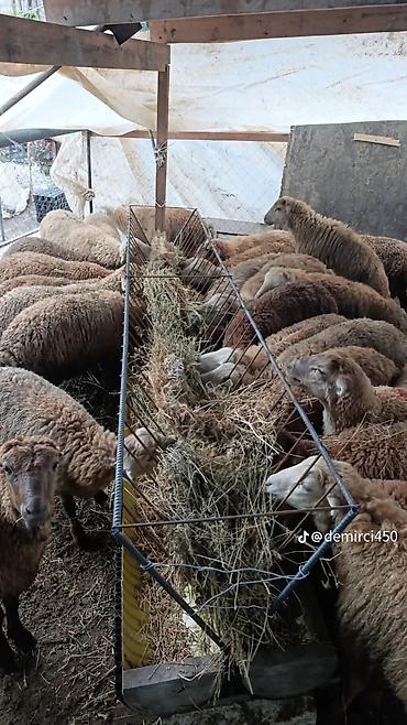 baliq yemleri: Yem qabı, Yem üçün, Heyvanlar üçün — 2