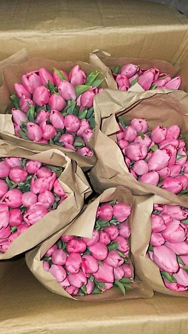 Тюльпан: Тюльпаны оптом - Цена: от 90 сом - Длина: 60 см - Тюльпаны с — 7