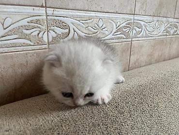 Pişiklər: Yaxşı əllərə — 15