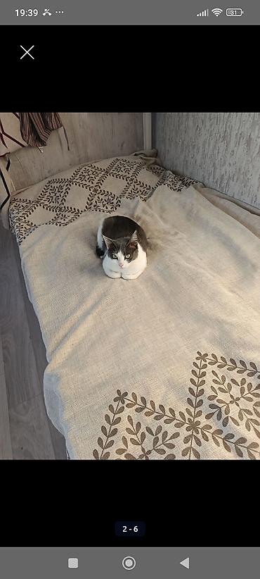 мышык берем: БЕЗ ДЕТЕЙ ! Отдаем в добрые руки кошку и кота,кот кастрирован,кошка — 2