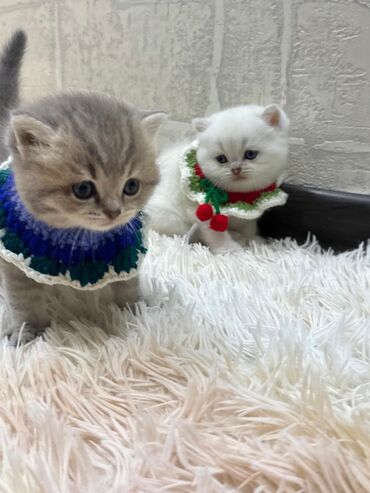 Pişiklər: Dişi, Erkək, Yaxşı əllərə, Ünvandan götürmə -da lalafo.az — 12 Pişiklər: Dişi, Erkək, Yaxşı əllərə, Ünvandan götürmə — 12