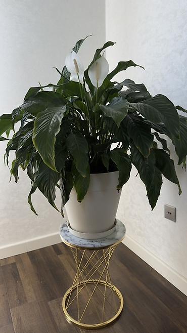 taxta dibçək: Spathiphyllum (Sülh zanbağı) – böyük, sıx yarpaqlı, dekorativ otaq — 1