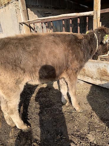 Коровы, быки: Продаю | Тёлка, Музоо, торпок | На откорм, На забой, Для разведения at lalafo.kg — 4 Коровы, быки: Продаю | Тёлка, Музоо, торпок | На откорм, На забой, Для разведения — 4