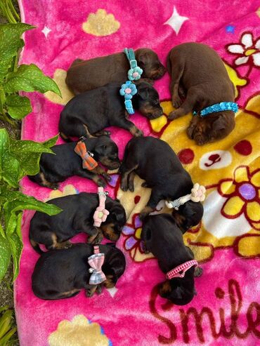 mali psi na poklon земун, београд: Odgajivacnica pasa "Happy Puppies" ima u ponudi prelepe stence