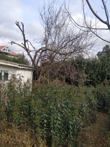 Ağaclar: Yaşıl canlı çəpər – Ligustrum (Privet) kolları - Məhsul — 11