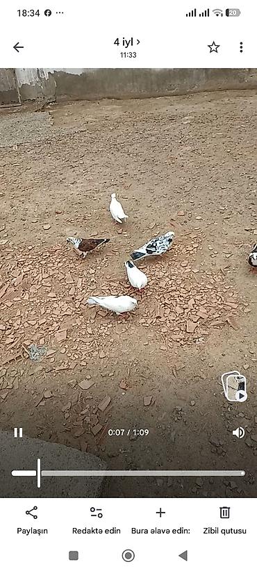 goyerçinler: 15hryvandir tam sağlam heyvanlardır hoptavoy 5manatdan tek tek — 2