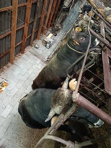 Коровы, быки: Продаю | Бык (самец) | На откорм | Привязанные — 1