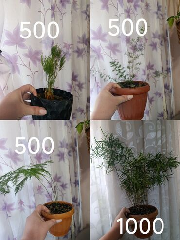 Другие комнатные растения: Аспарагус — изящное комнатное растение, известное своей воздушной и at lalafo.kg — 2 Другие комнатные растения: Аспарагус — изящное комнатное растение, известное своей воздушной и — 2