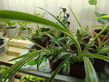 зеленый орук: Хлорофитум (Chlorophytum comosum) в горшках - Разновидность с — 2