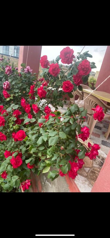 Bağ evlərinin satışı: Digah, 110 kv. m, 3 otaqlı, Hovuzsuz, Su, Qaz, Kanalizasiya — 4