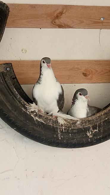 pekines ağ: Boz-ağ rəng çalarını daşıyan iki ədəd dekorativ göyərçin cütü — 3