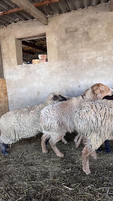 Баран, овца: Продаю | Овца (самка) | Для разведения | Матка — 6