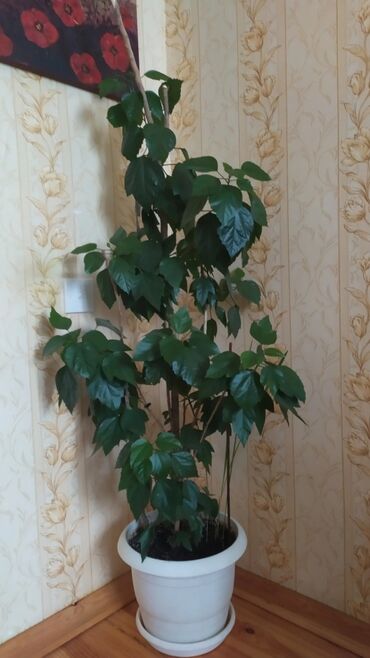 ud hindi bitkisi: Böyük qapalı dekorativ bitki – hibiskus (Çin qızılgülü). - Uzun