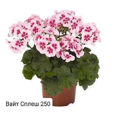 Герани и пеларгонии: Пеларгонии (герани) сортовые — детки в стаканчиках. Доступные сорта — 10