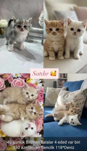 сколько стоит британский кот: Британская, В добрые руки at lalafo.az сколько стоит британский кот: Британская, В добрые руки