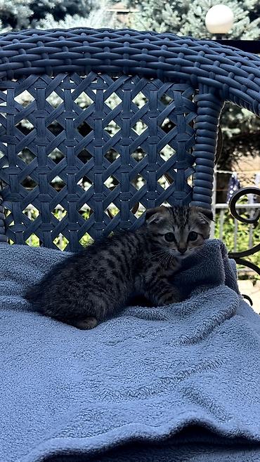 кошк: Котята с необычными ушками (складные/прижатые), несколько окрасов: - — 2